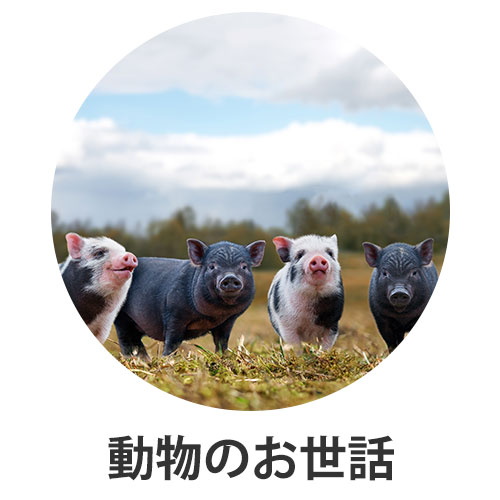 動物のお世話